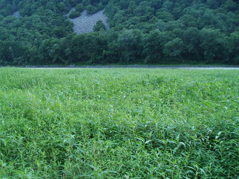 Mixed Forb Marsh
